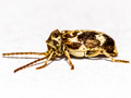 Ptinomorphus imperialis